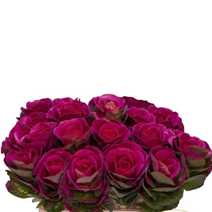 Kale Painted - 20 Stem Bunch
