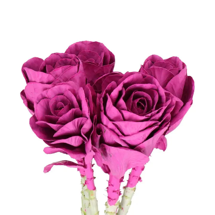 Kale Painted - 40 Stem Bunch Holex Dutch