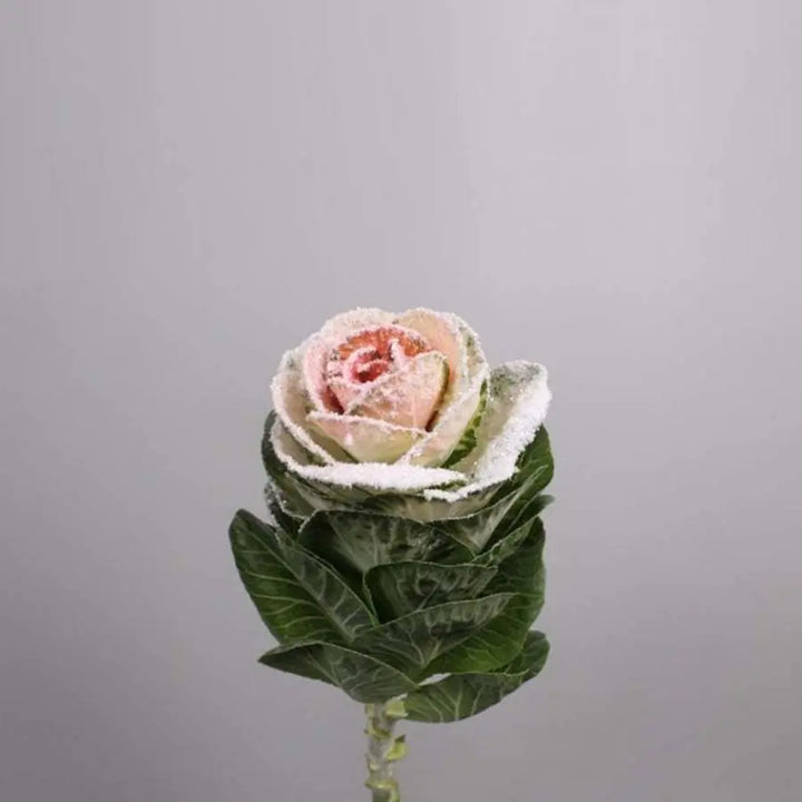 Kale Painted - 20 Stem Bunch