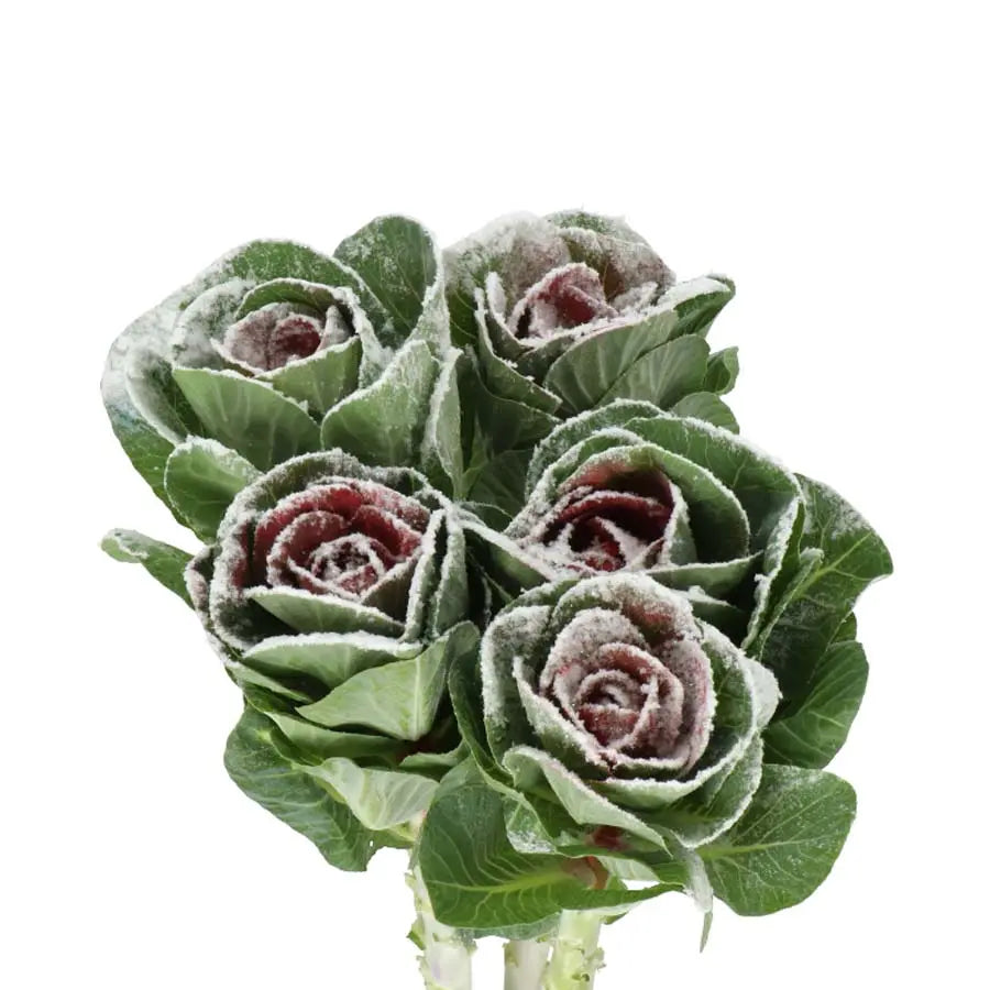 Kale Painted - 40 Stem Bunch Holex Dutch