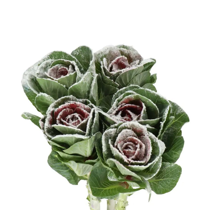 Kale Painted - 40 Stem Bunch Holex Dutch