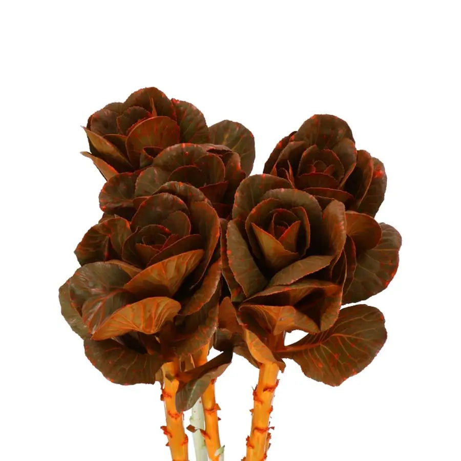 Kale Painted - 40 Stem Bunch Holex Dutch