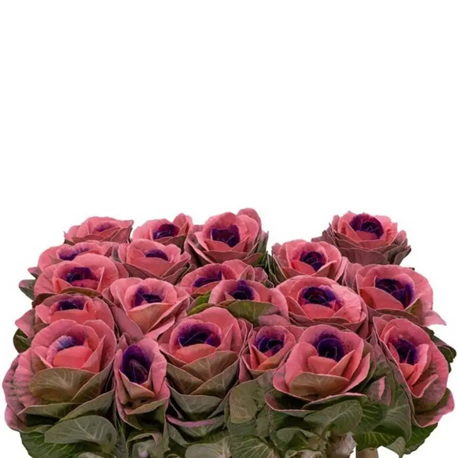 Kale Painted - 20 Stem Bunch