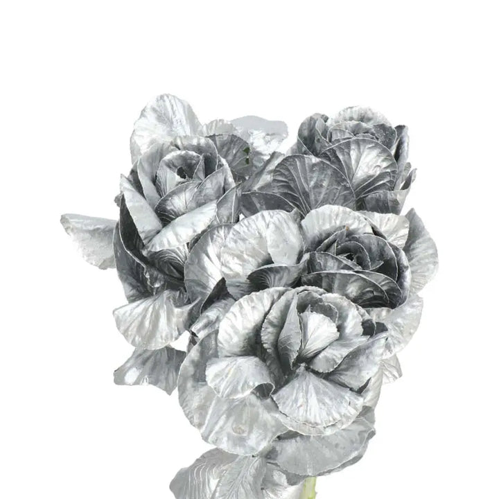Kale Painted - 40 Stem Bunch Holex Dutch