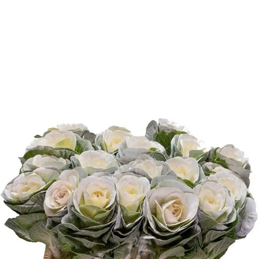 Kale Painted - 20 Stem Bunch