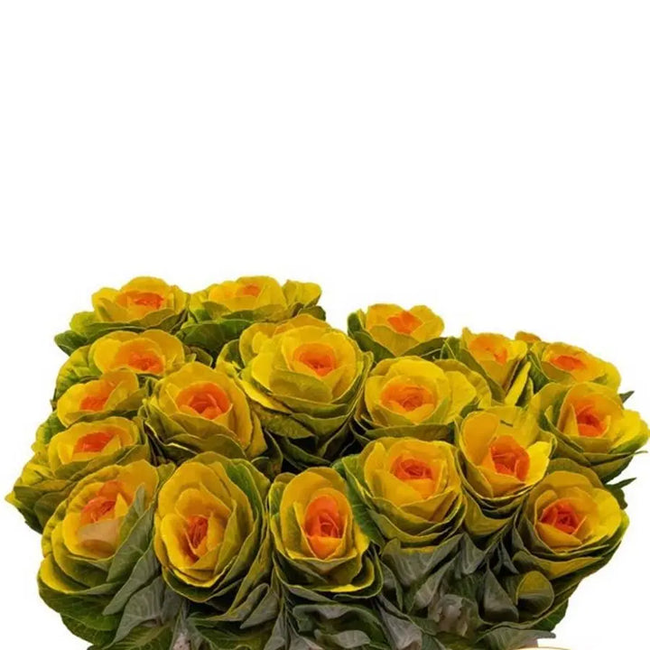Kale Painted - 20 Stem Bunch