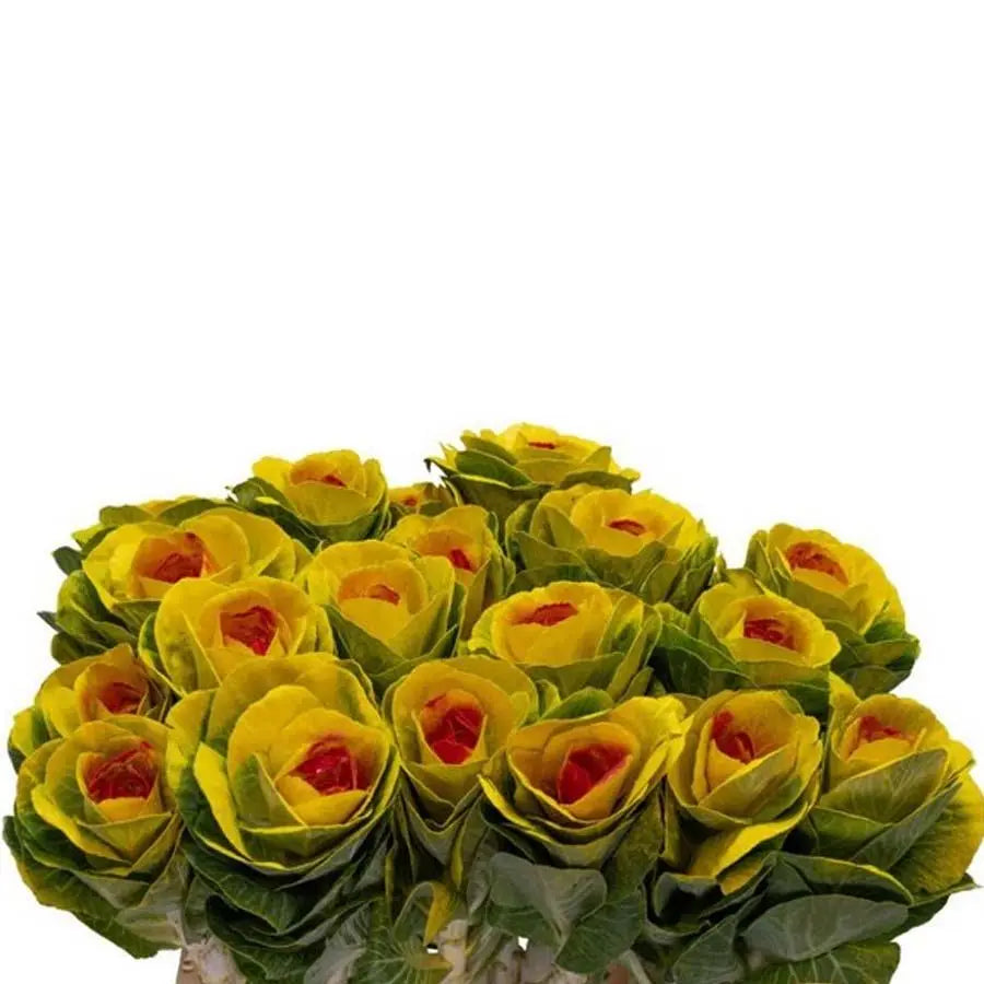 Kale Painted - 20 Stem Bunch