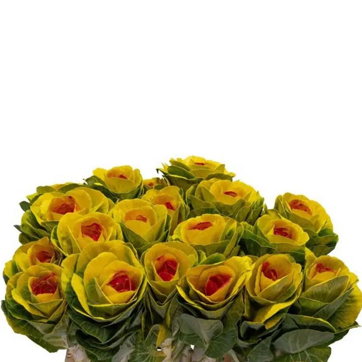 Kale Painted - 20 Stem Bunch