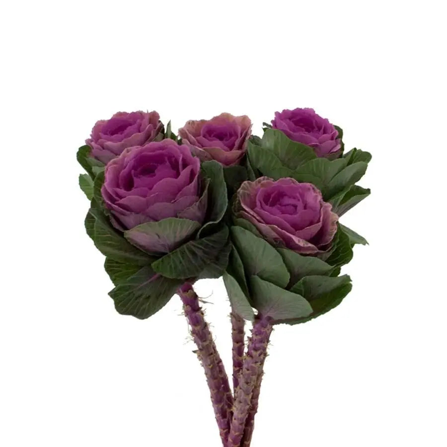 Kale Red Crane - 20 Stem Bunch