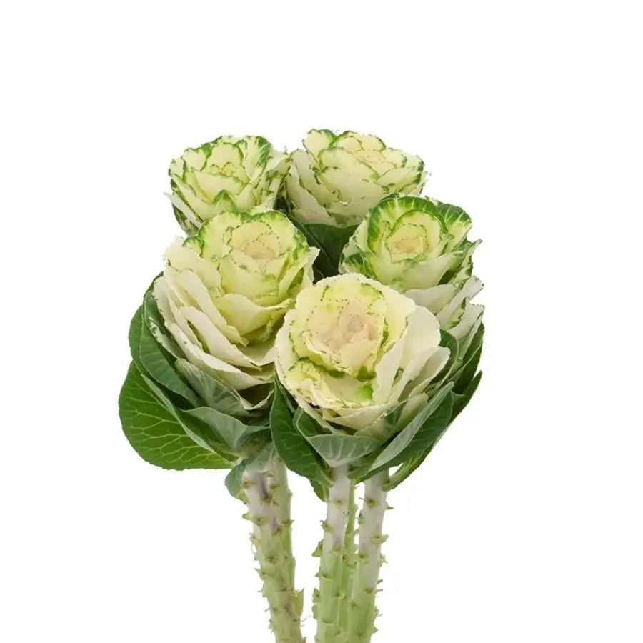 Kale White Crane - 20 Stem Bunch