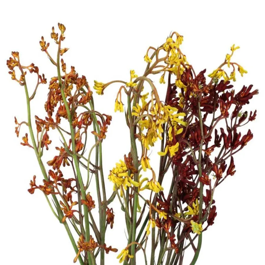 Kangaroo Paws Assorted - 100 Stems