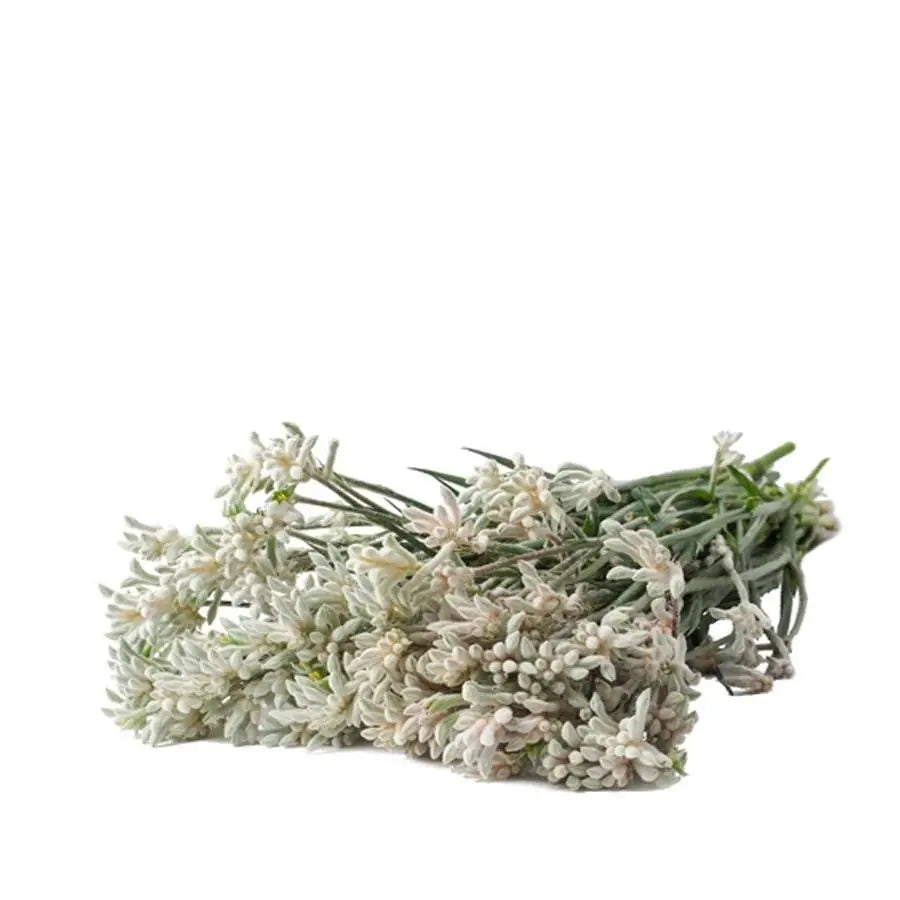 Kangaroo Paws Bush Diamond - 40 Stem Bunch Holex Dutch
