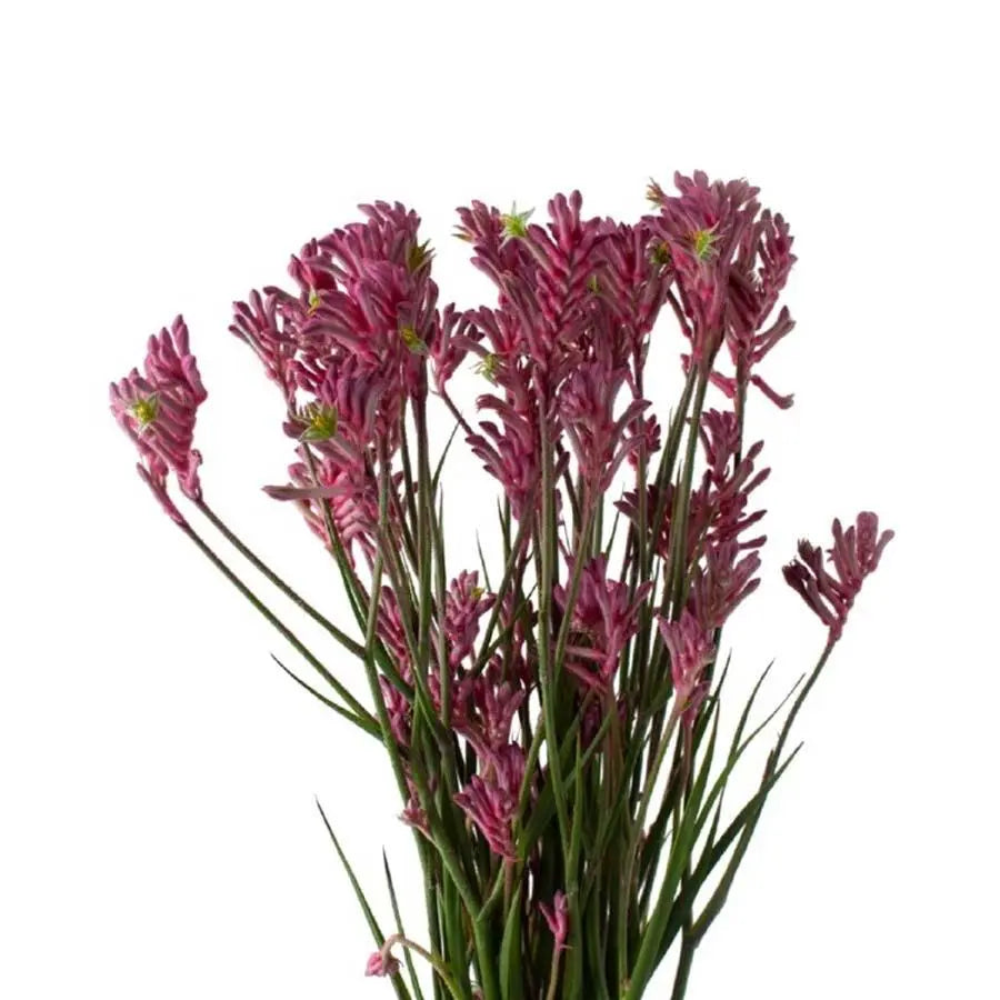 Kangaroo Paws Mini Pearl - 20 Stem Bunch Holex Dutch
