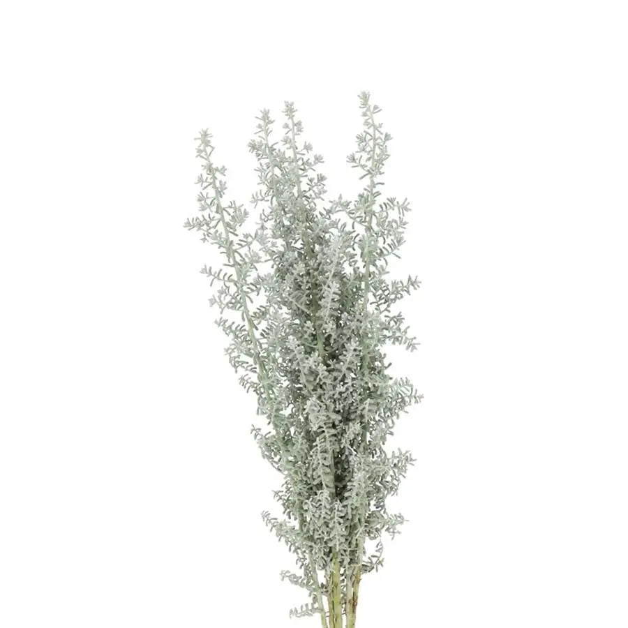 Kochia Scoparia - 20 Stems