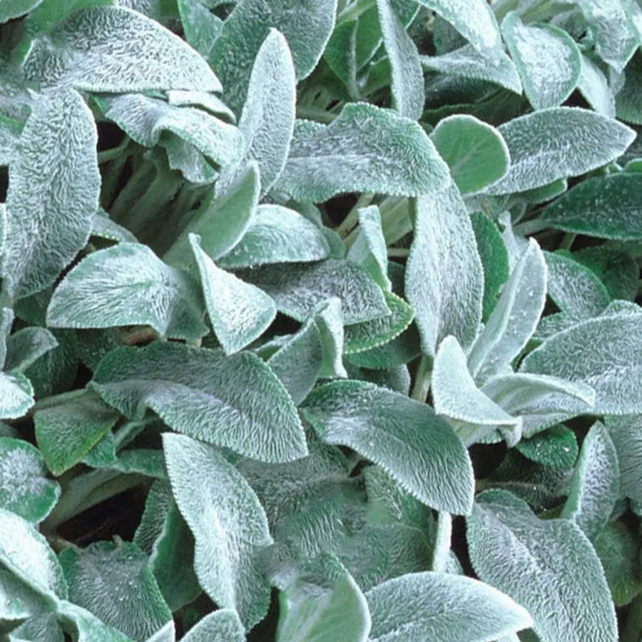 Lamb's Ear - 10 Bunch Box HDB