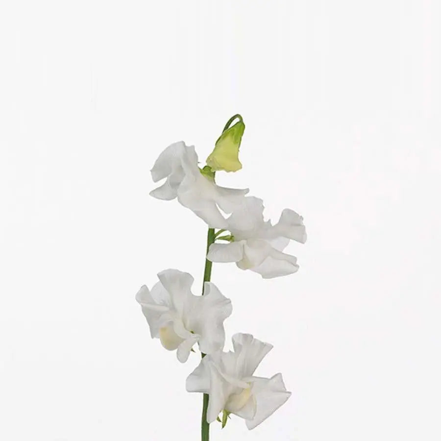 Sweetpea Winter Sunshine White - 50 Stem Bunch - PetalDriven