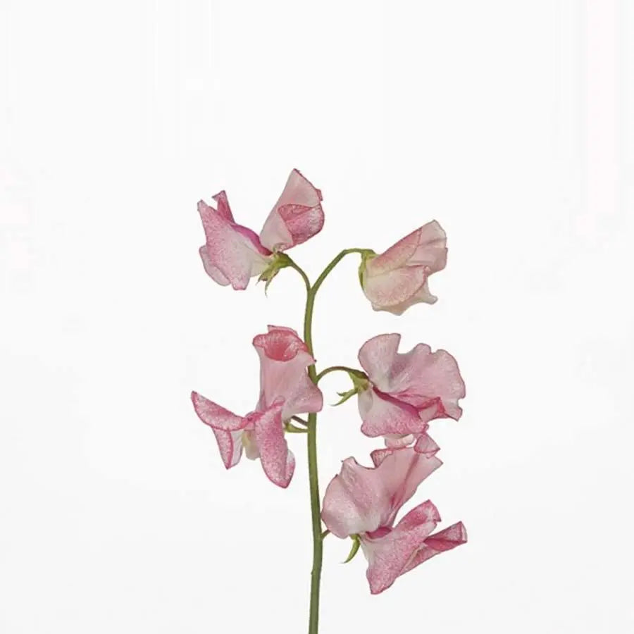 Sweetpea  Wedding Pink - 50 Stem Bunch Holex Dutch