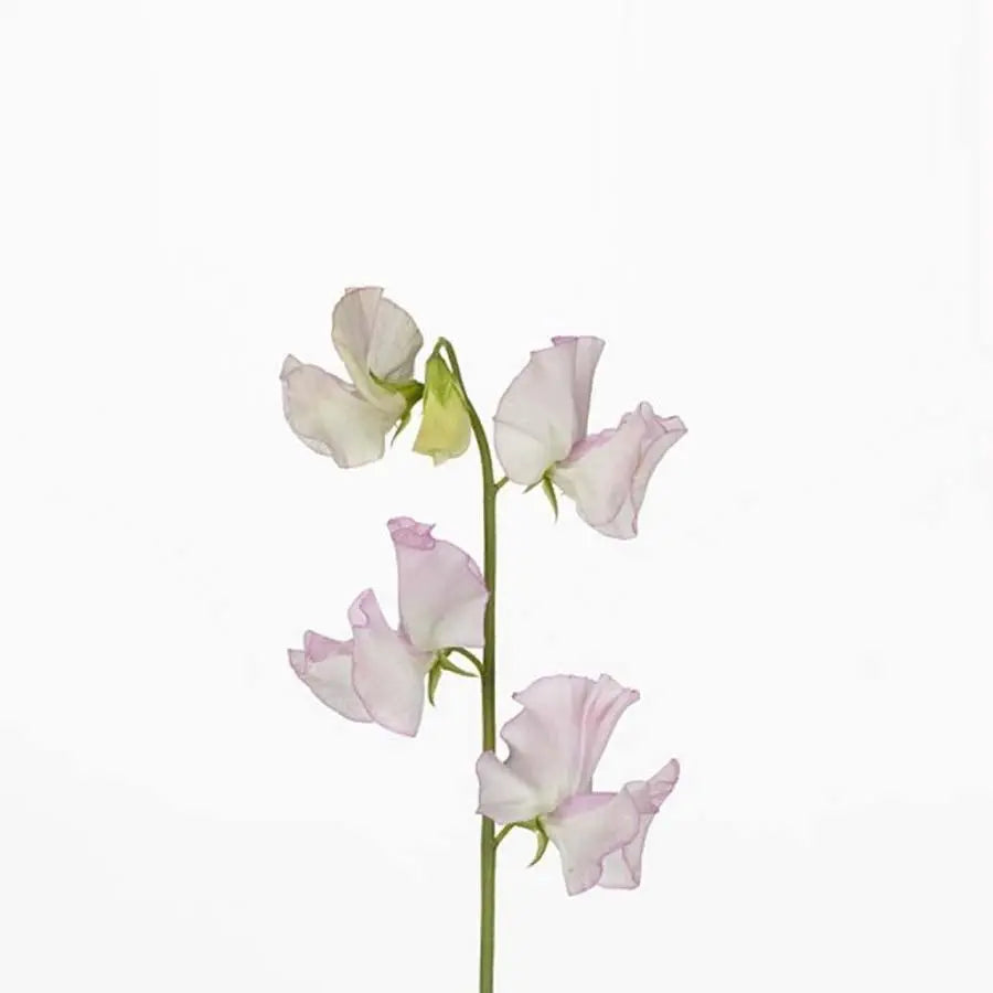 Sweetpea  Wedding White - 50 Stem Bunch Holex Dutch