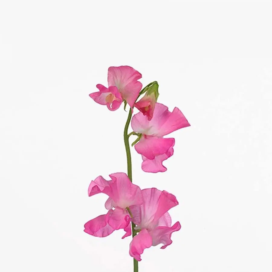 Sweetpea Winter Sunshine Rose  - 50 Stem Bunch Holex Dutch