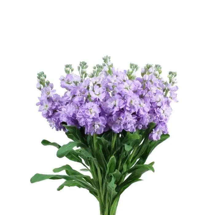 Stock Lavender