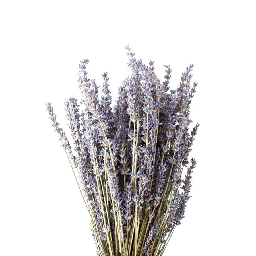 lavender plant dried Lavender (Dried) - 20 Bunches