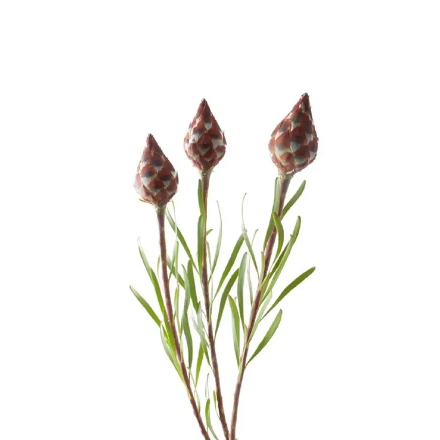 Leucadendron Plumosum Rubrum - 60 Stem Bunch Holex Dutch