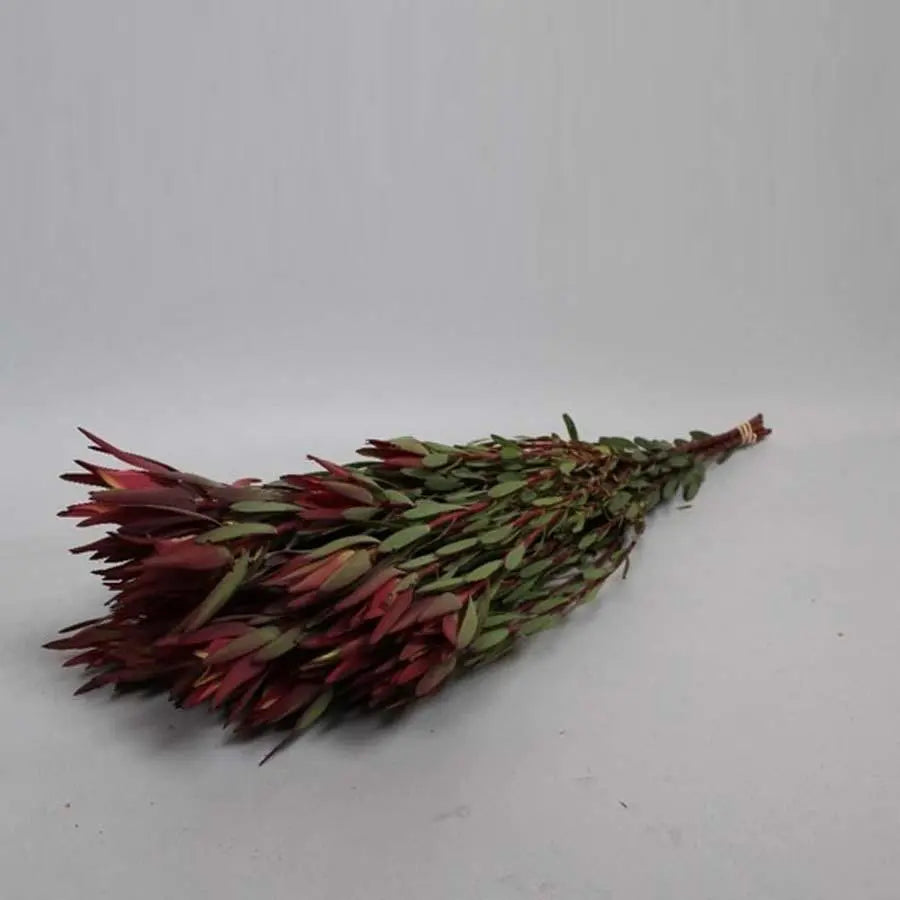 Leucadendron Blush Spray - 50 Stem Bunch