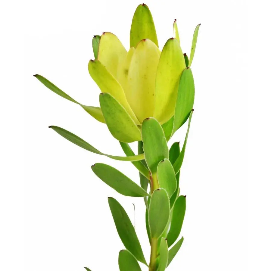 Leucadendron Safari Goldstrike - 60 Stem Bunch