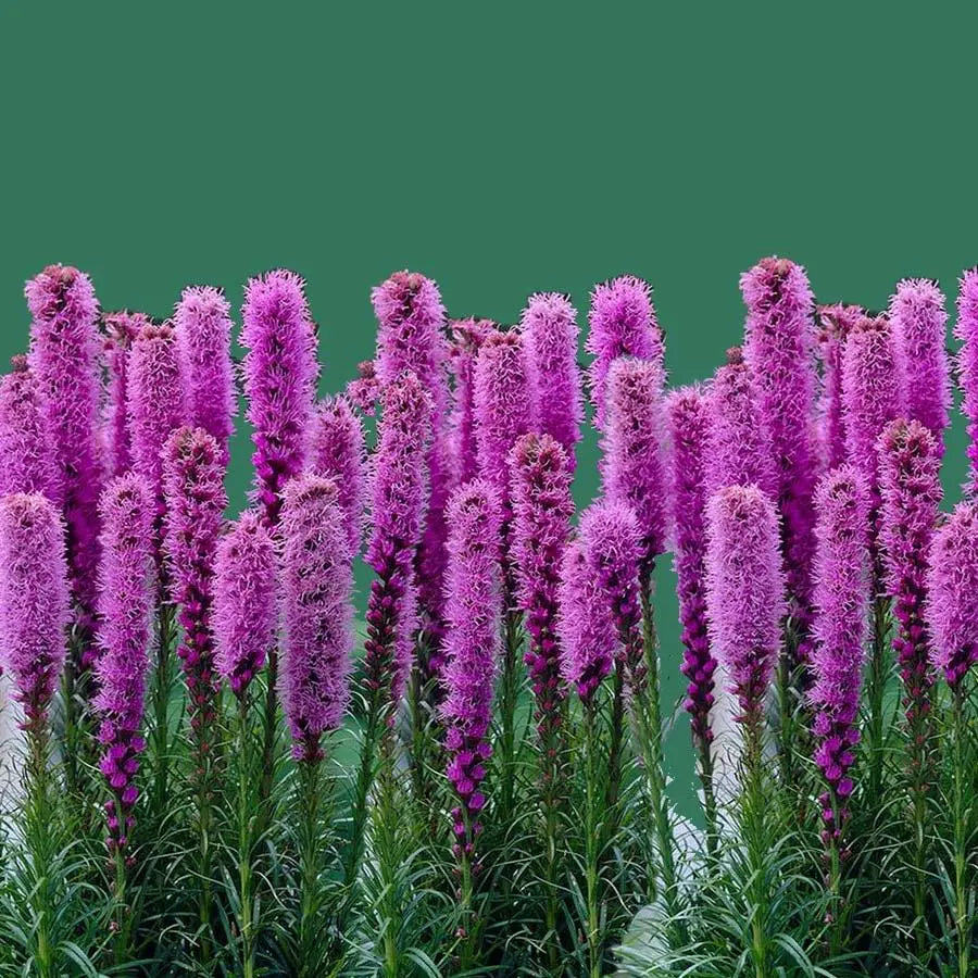 Liatris Spicata - 50 Stem Bunch
