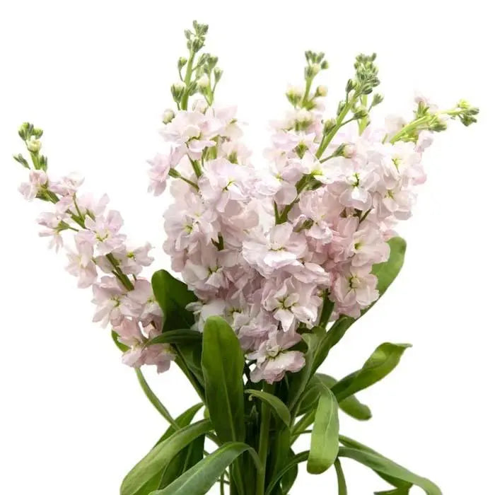 Stock Light Pink