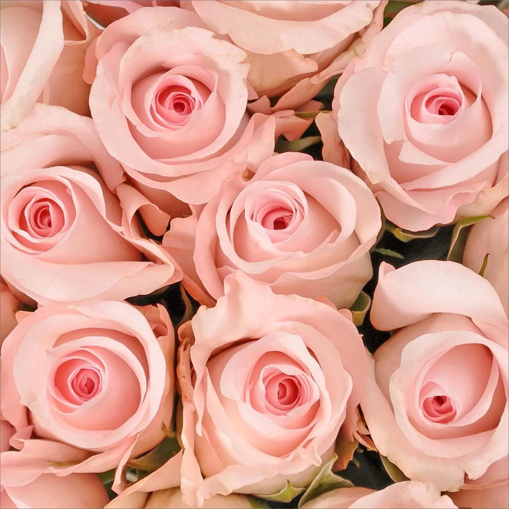 Rose light pink color outlet