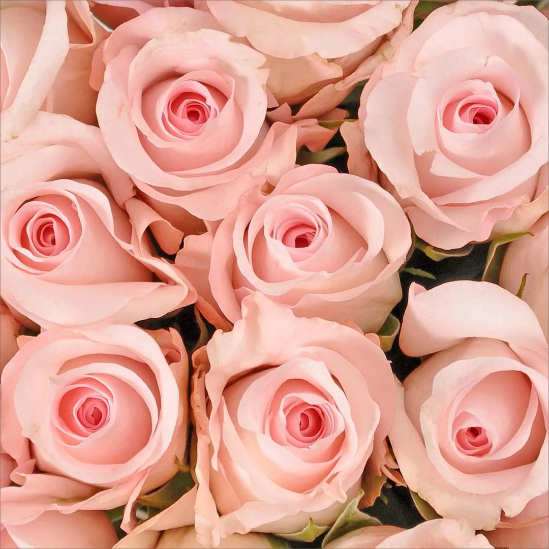 Small Light Pink Roses Light Pink Rose And Stem
