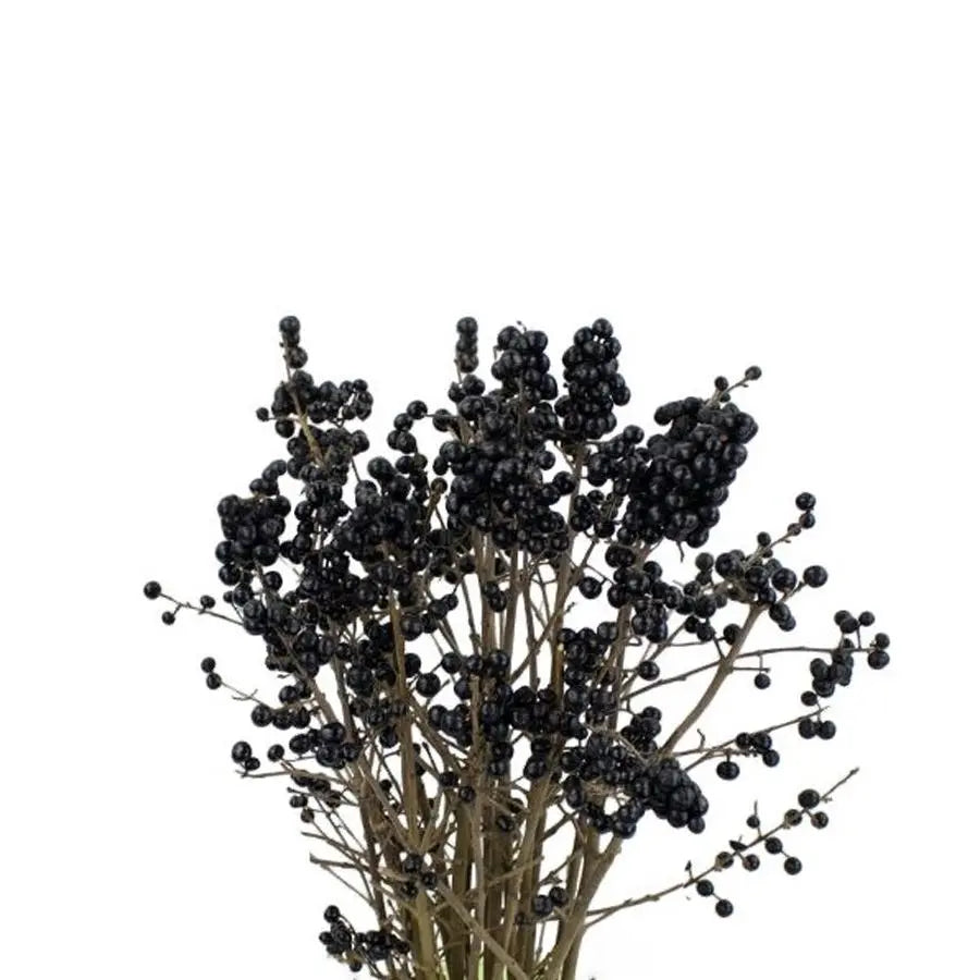 Ligustrum Black Pearl - 60 Stem Bunch