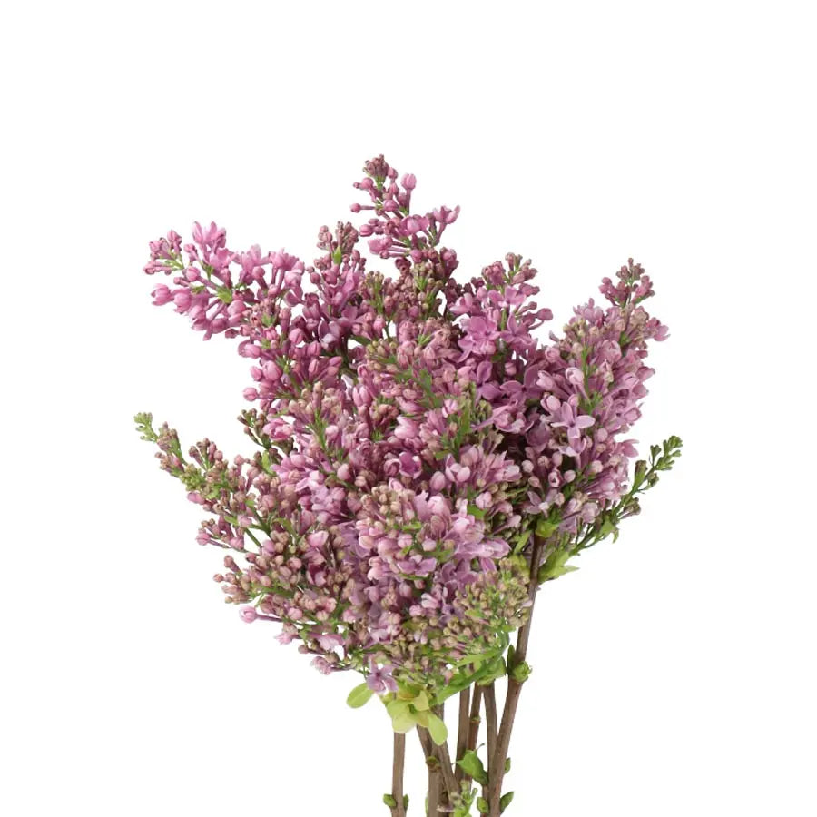 Lilac Lavender - 20 Stems Holex Dutch