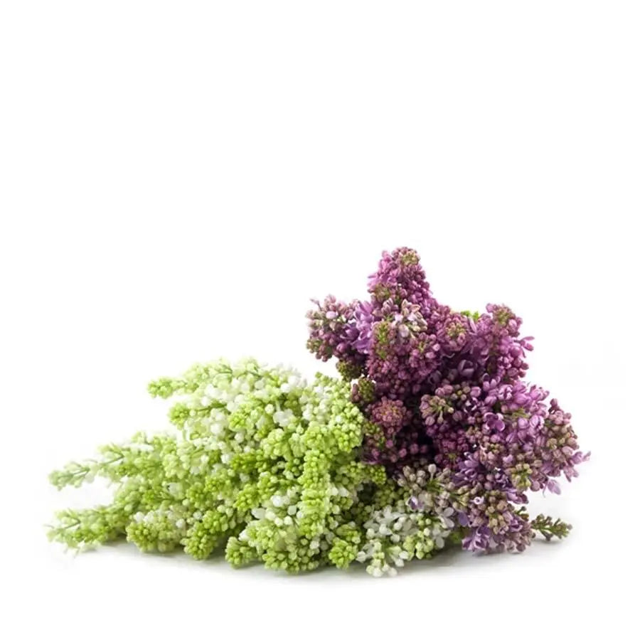 Lilac Assorted - 50 Stem Bunch Holex Dutch