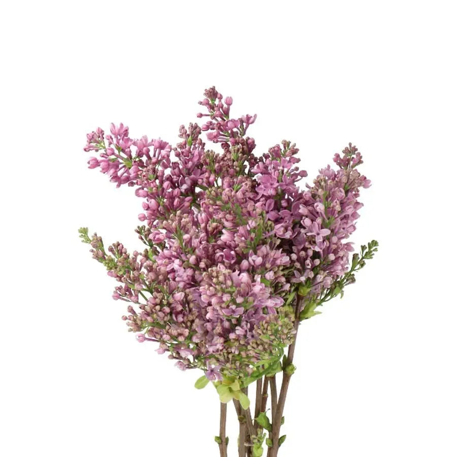 Lilac Dark Koster - 10 Stem Bunch