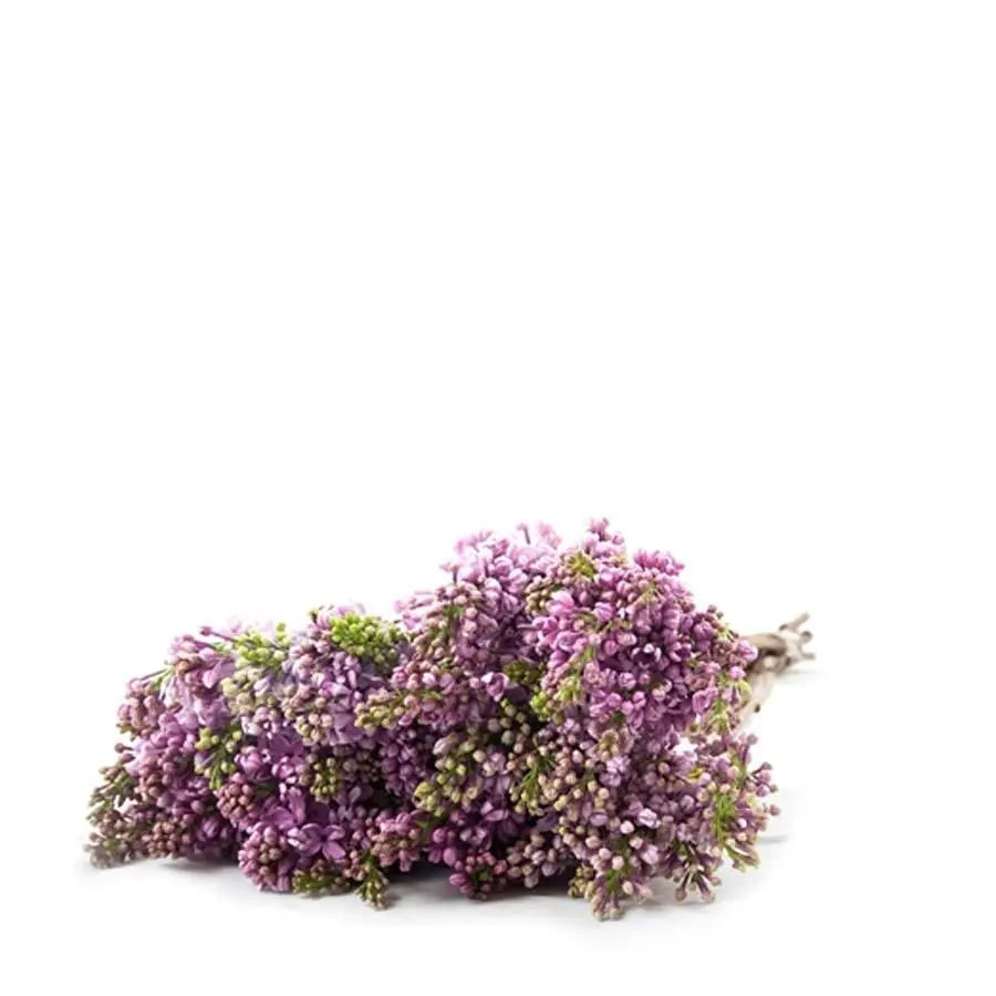 March Special -  Lilac Lavender - 20 Stems Holex Dutch