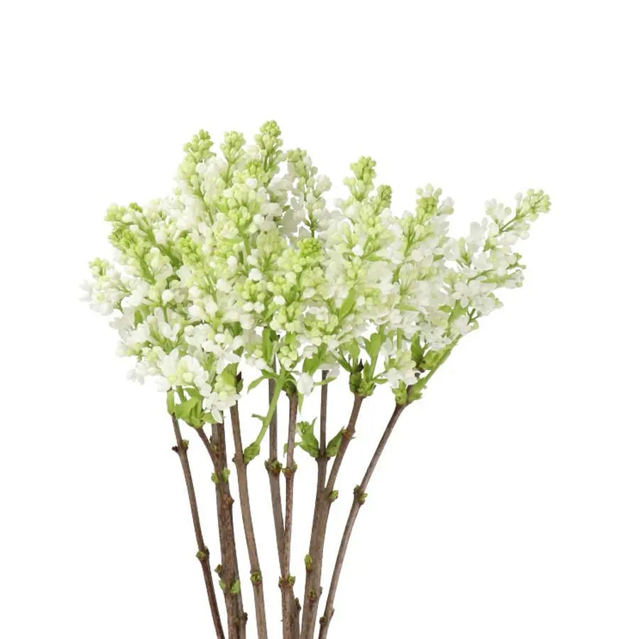 Lilac White - 20 Stems Holex Dutch