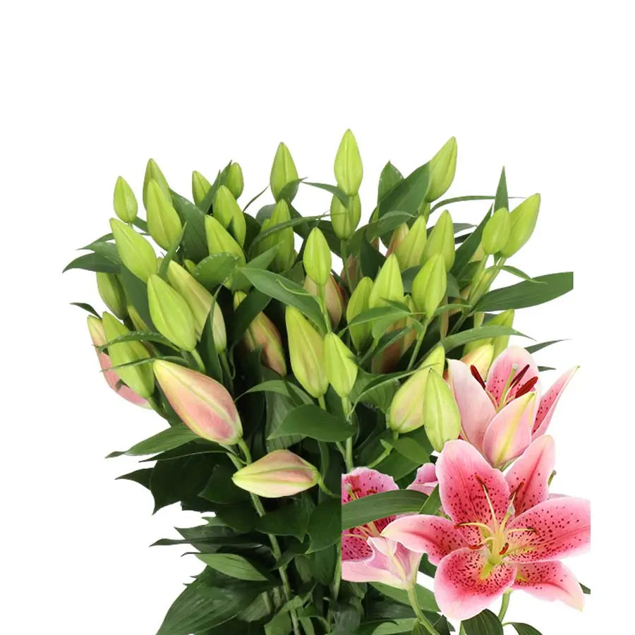 Lily Oriental Manifesto 100cm - 20 Stem Bunch – PetalDriven