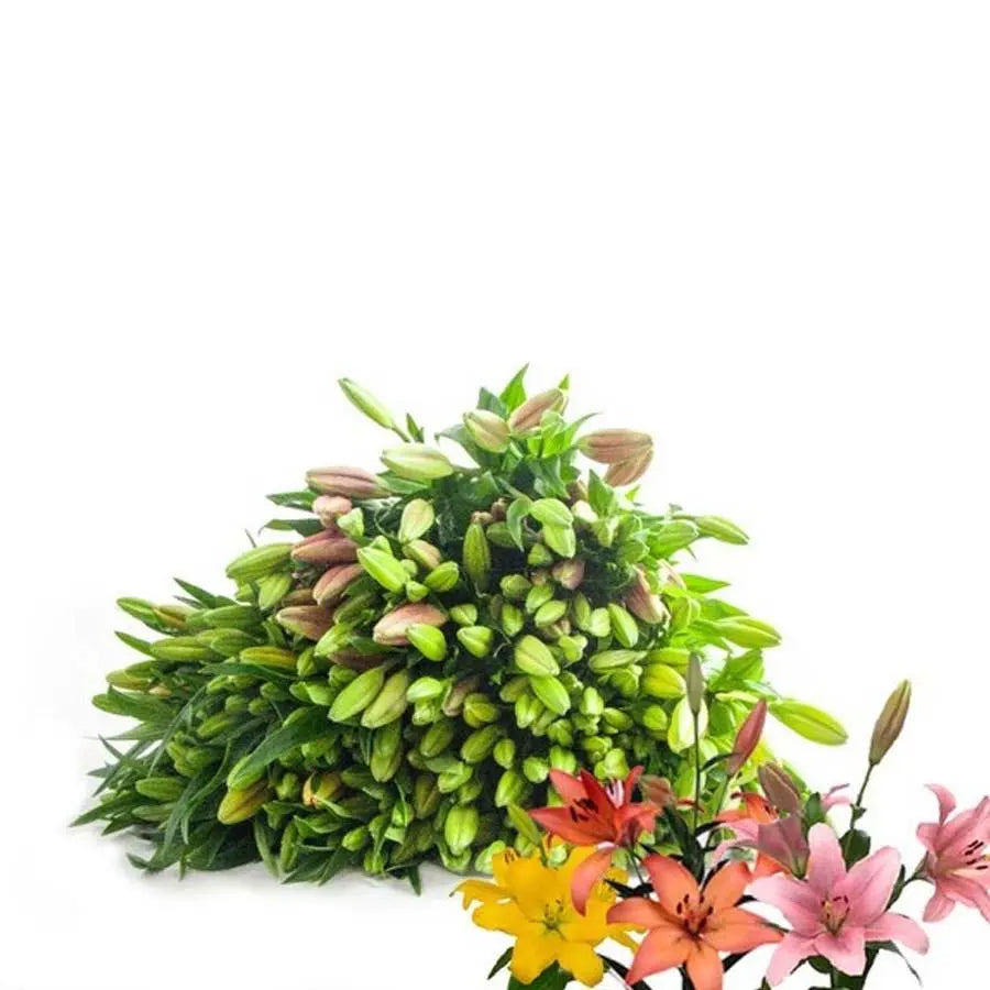 Lily LA Hybrid Assorted Colors 80cm - 50 Stem Pack