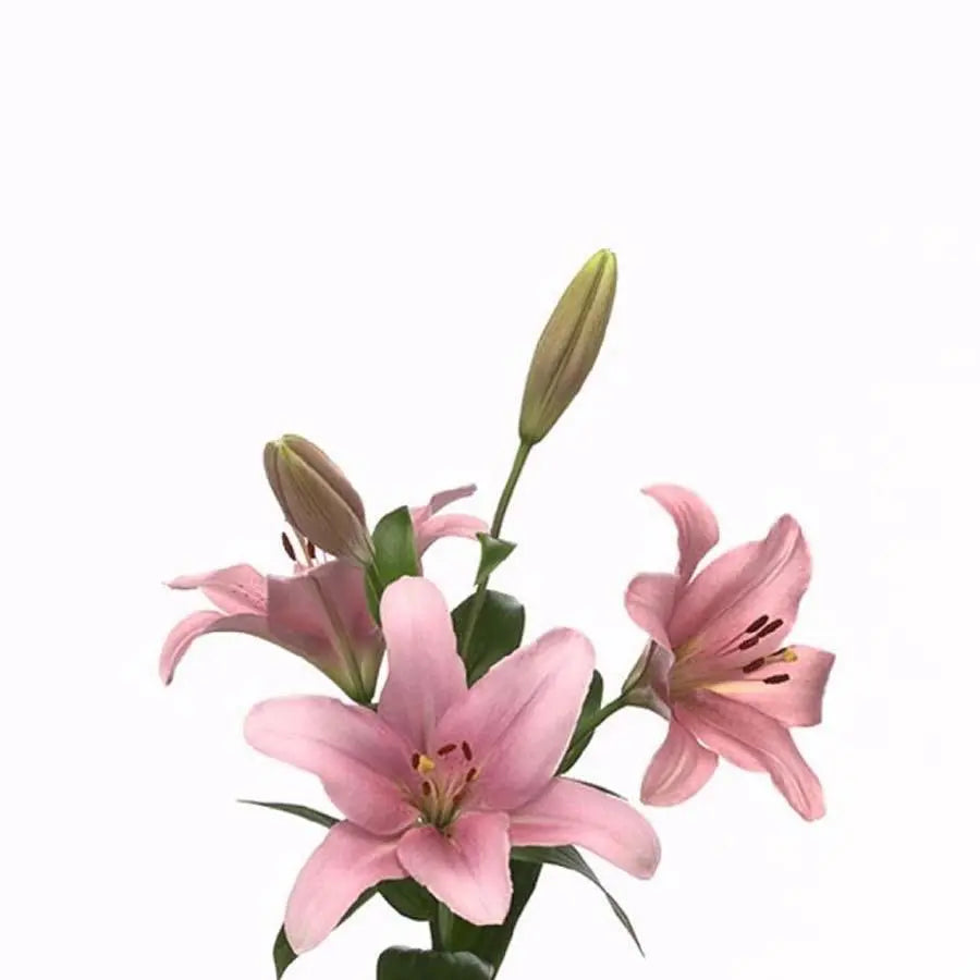 Lily LA Hybrid Brindisi 85cm - 10 Stem Bunch