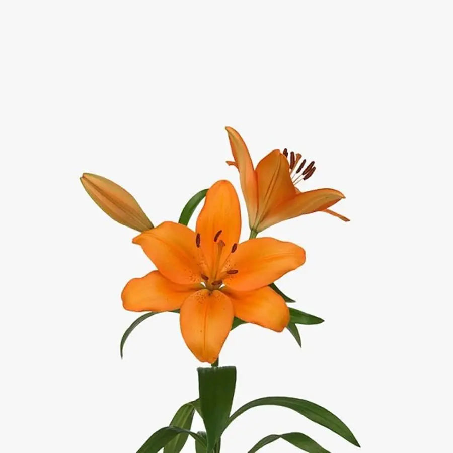 Lily LA Hybrid Caesars Palace 90cm - 20 Stem Bunch - PetalDriven
