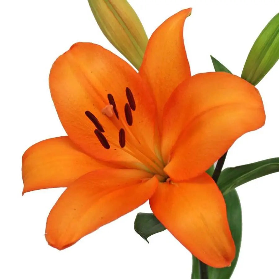 Lily LA Hybrid Honesty 90cm - 10 Stem Bunch