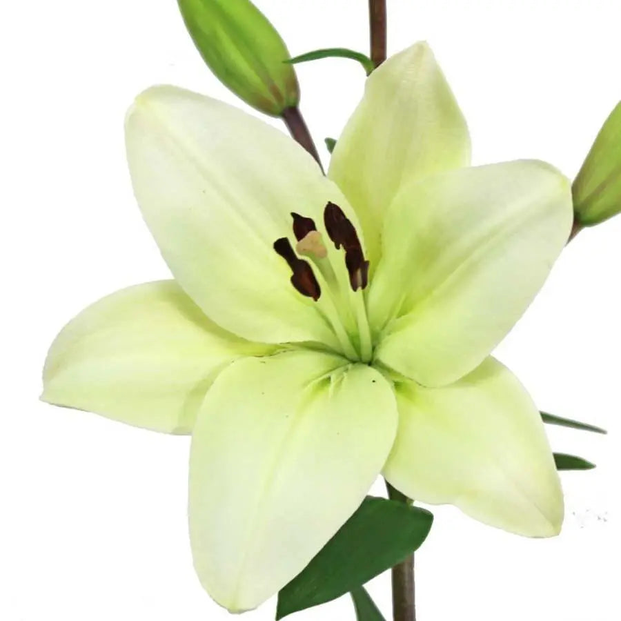 Lily LA Hybrid Litouwen 90cm - 10 Stem Bunch