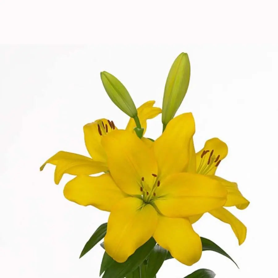 Lily LA Hybrid Nashville 90cm - 10 Stem Bunch
