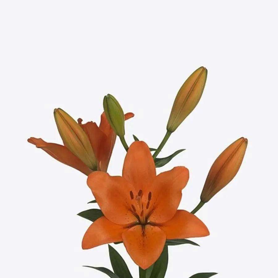 Lily LA Hybrid Sunderland 90cm - 10 Stem Bunch