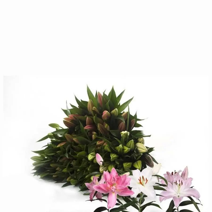 Lily Oriental Assorted Colors 80cm - 60 Stem Pack