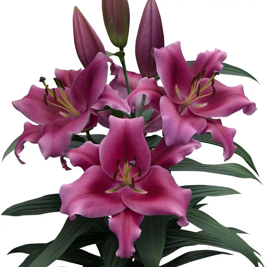 Lily Oriental Dalian 85cm - 10 Stem Bunch