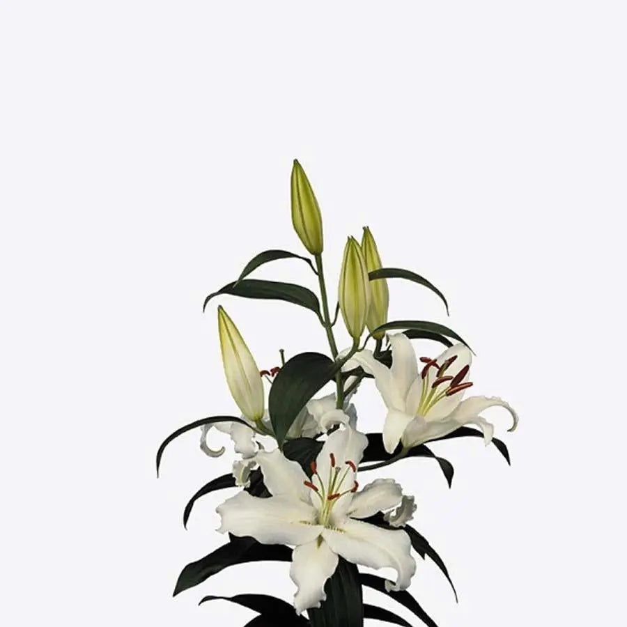 Lily Oriental Helvetia 70cm - 10 Stem Bunch