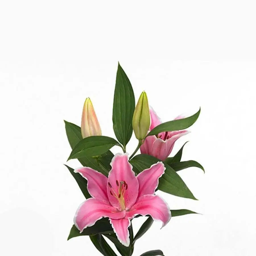 Lily Oriental Marlon 90cm - 10 Stem Bunch